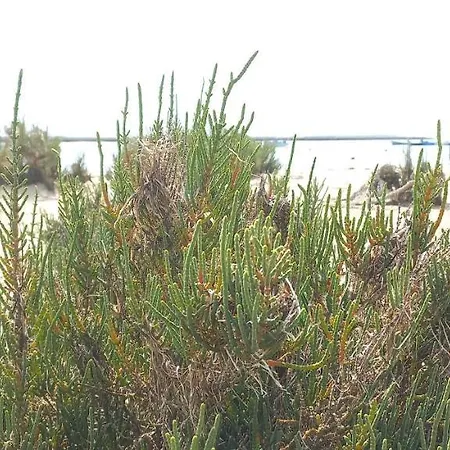Casa Do Pinheiro - Parque Natural Da Ria Formosa. בית נופש טאווירה