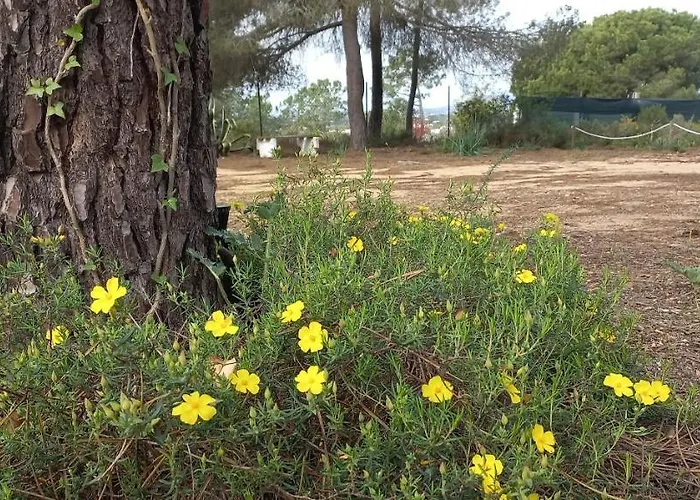 Casa Do Pinheiro - Parque Natural Da Ria Formosa. Дом отдыха *
