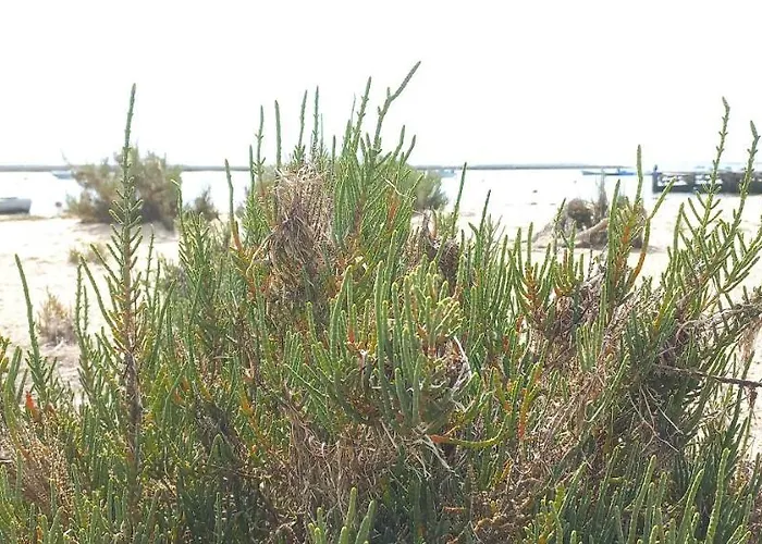 Casa Do Pinheiro - Parque Natural Da Ria Formosa. Дом отдыха Тавира