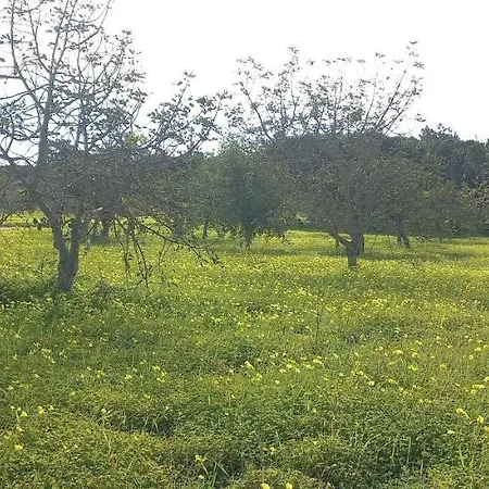 Casa Do Pinheiro - Parque Natural Da Ria Formosa. * 타비라