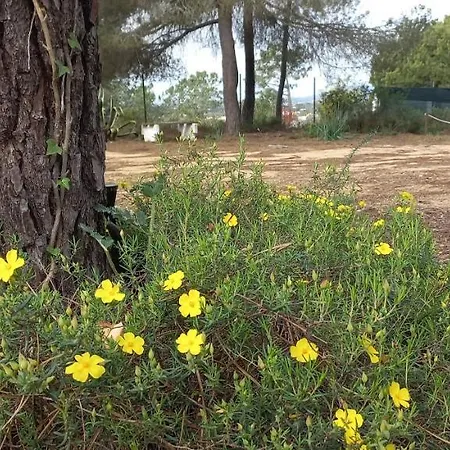 Casa Do Pinheiro - Parque Natural Da Ria Formosa. Сasa de vacaciones *